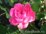 Rosarium Uetersen Rosarium Uetersen
