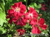 Rouge Meillandecor Rouge Meillandecor
