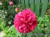 Ivor's Rose Ivor's Rose