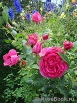 Grande Dame Grande Dame