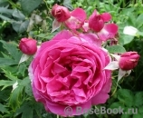 Grande Dame Grande Dame