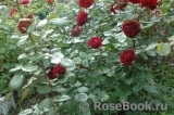 Highgrove Highgrove