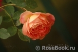 Lady of Shalott Lady of Shalott