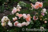 Abraham Darby Abraham Darby