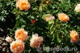Sonnenwelt Sonnenwelt