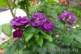 Rhapsody in Blue Rhapsody in Blue