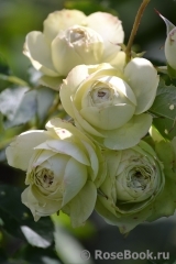 Lovely Green ® Lovely Green ®
