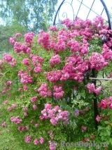 Super Excelsa Super Excelsa