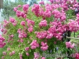Super Excelsa Super Excelsa
