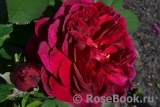 Darcey Bussell Darcey Bussell
