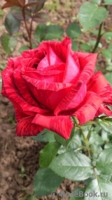 Red Intuition Red Intuition