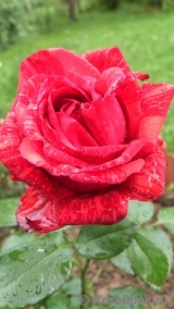 Red Intuition Red Intuition