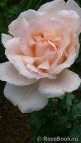 Chandos Beauty Chandos Beauty