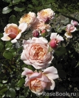 Elizabeth Stuart Elizabeth Stuart