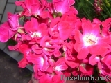 Rouge Meillandecor Rouge Meillandecor