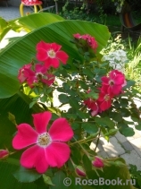 Candia Meillandecor Candia Meillandecor