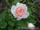 Crocus Rose® Crocus Rose®