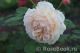 Crown Princess Margareta® Crown Princess Margareta®