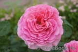 Princess Alexandra of Kent Princess Alexandra of Kent