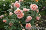 Abraham Darby Abraham Darby