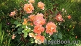 Westerland Westerland