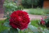 Darcey Bussell Darcey Bussell