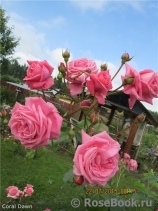 Coral Dawn Coral Dawn