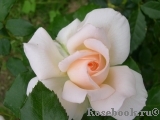 Chandos Beauty Chandos Beauty
