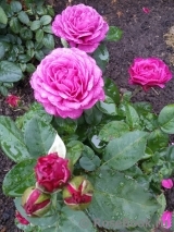 Heidi Klum Rose Heidi Klum Rose