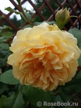 Crown Princess Margareta® Crown Princess Margareta®