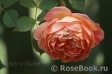 Lady of Shalott Lady of Shalott