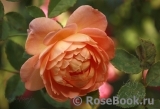 Lady of Shalott Lady of Shalott