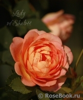 Lady of Shalott Lady of Shalott