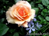Fragrant Apricot Fragrant Apricot