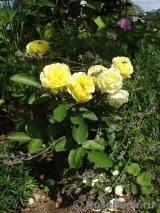 Golden Border Golden Border