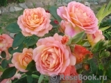 Lady of Shalott Lady of Shalott