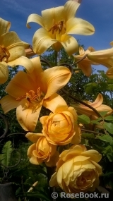 Golden Celebration® Golden Celebration®