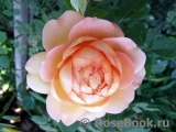 Lady of Shalott Lady of Shalott