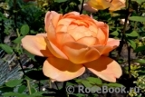 Lady of Shalott Lady of Shalott