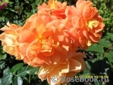 Goldelse Goldelse