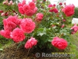 Rosarium Uetersen Rosarium Uetersen