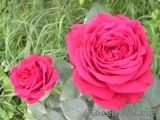 Rose des 4 Vents Rose des 4 Vents