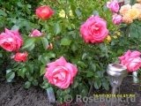 Sommersonne Sommersonne