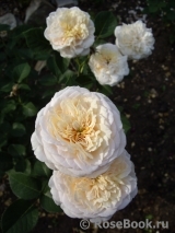 English Garden® English Garden®