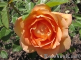 Lady of Shalott Lady of Shalott