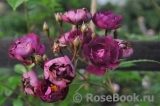 Violetta Violetta