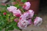 Kordes' Rosenfaszination ® Kordes' Rosenfaszination ®