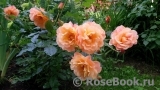 Westerland Westerland