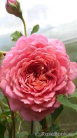 Jubilee Celebration® Jubilee Celebration®