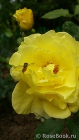 Friesia Friesia